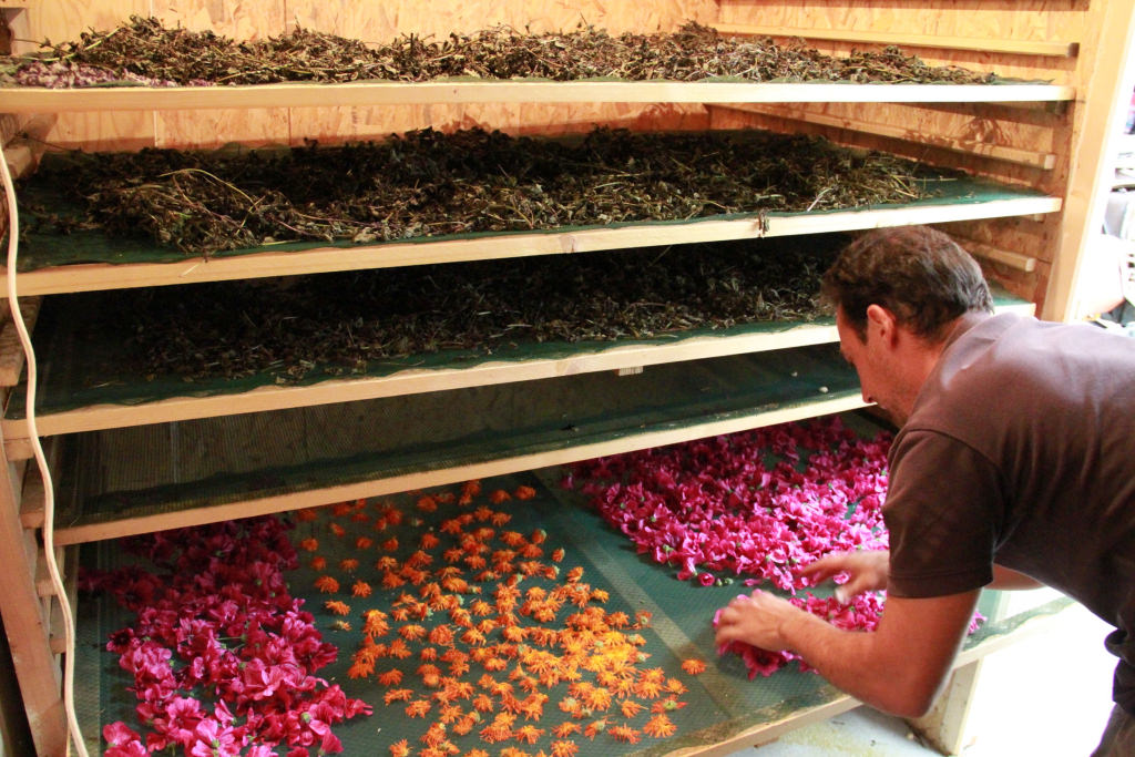 Production de tisanes à Cléguer, Terres de Tisanes (Morbihan)