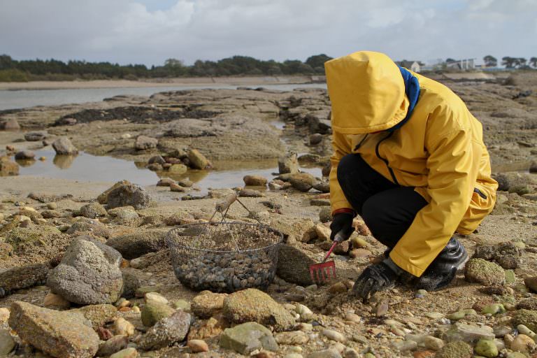 pêche à pied sur le littoral de Lorient Bretagne Sud, en toutes saisons pecheur de palourdes