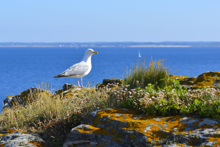 Oiseau sur la pointe de Pen Men à l'île de Groix (Morbihan)