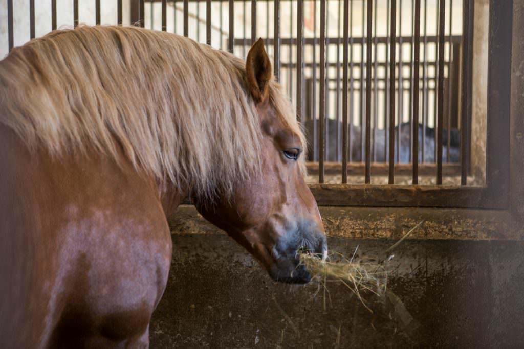 Cheval au box, Hennebont