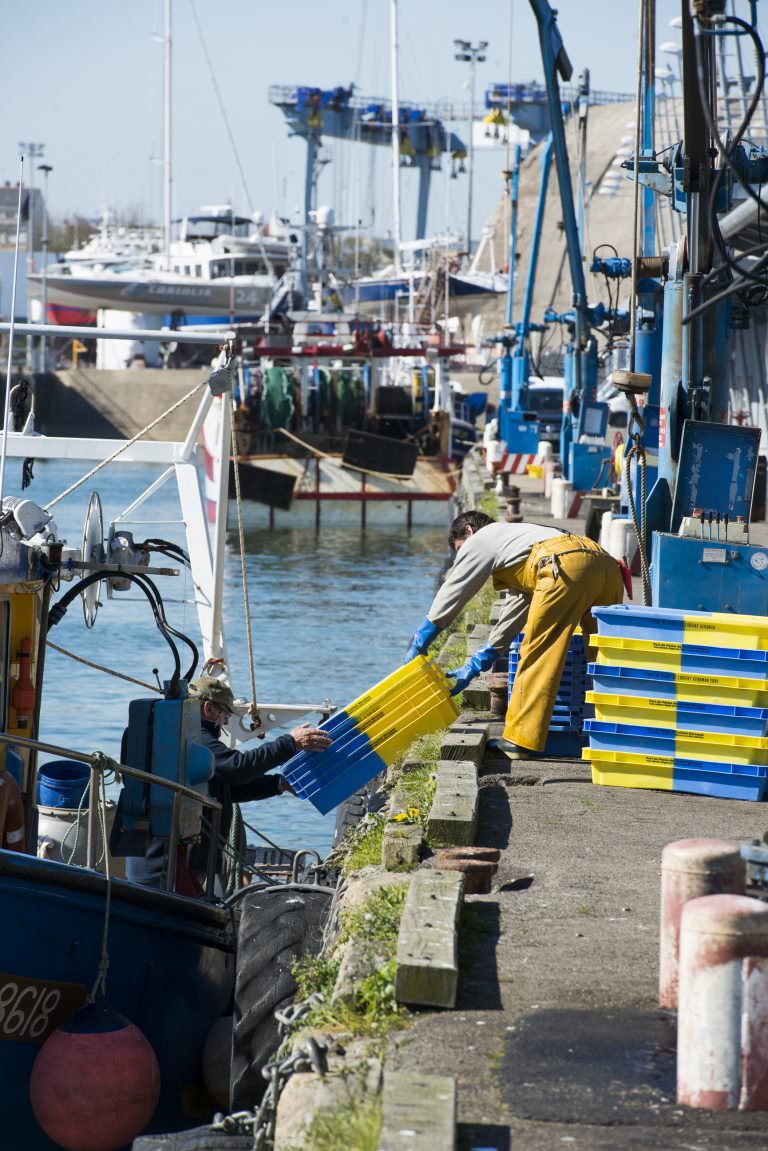 Débarquement de langoustines au port de pêche de Lorient Keroman (Morbihan)