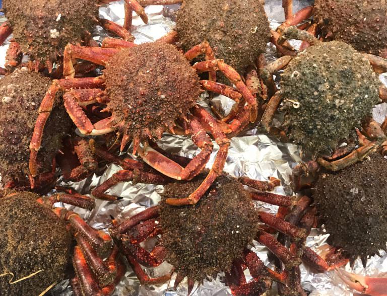 Araignées de mer pêchées à Lorient Bretagne Sud (Morbihan)