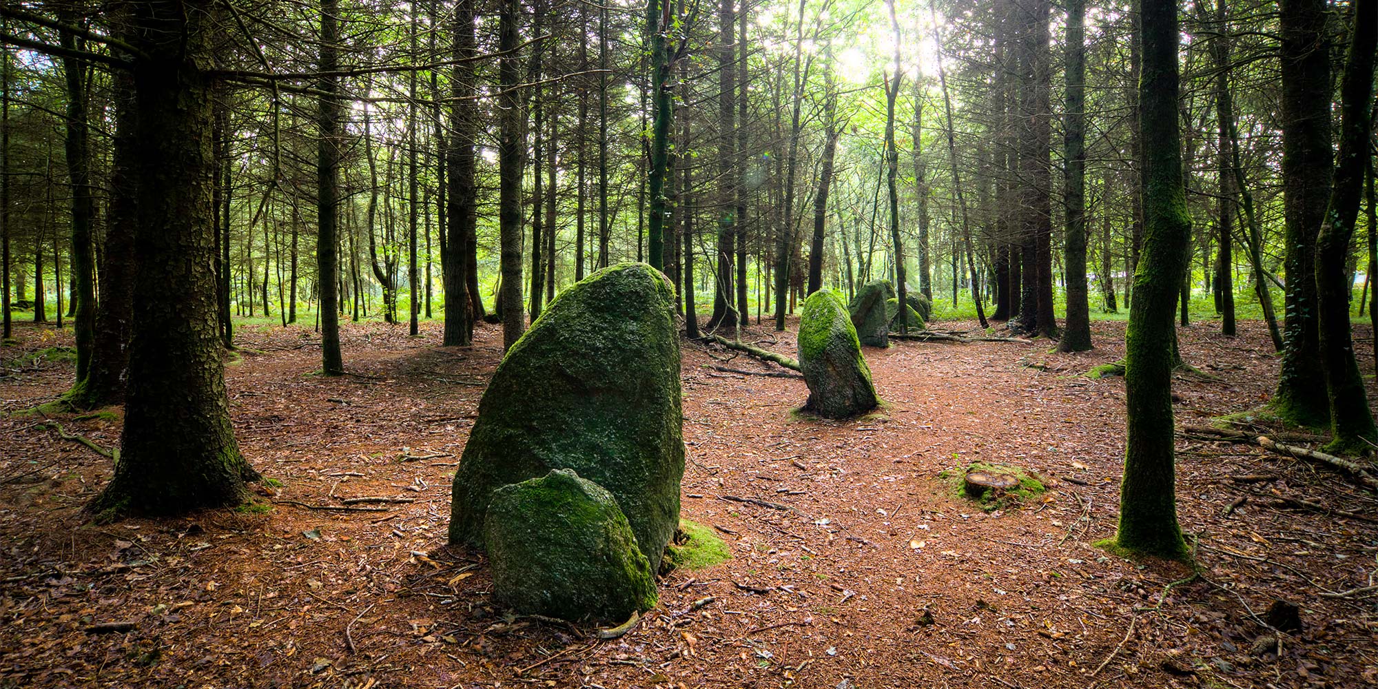 Les menhirs de Kersolan dans la forêt de Languidic