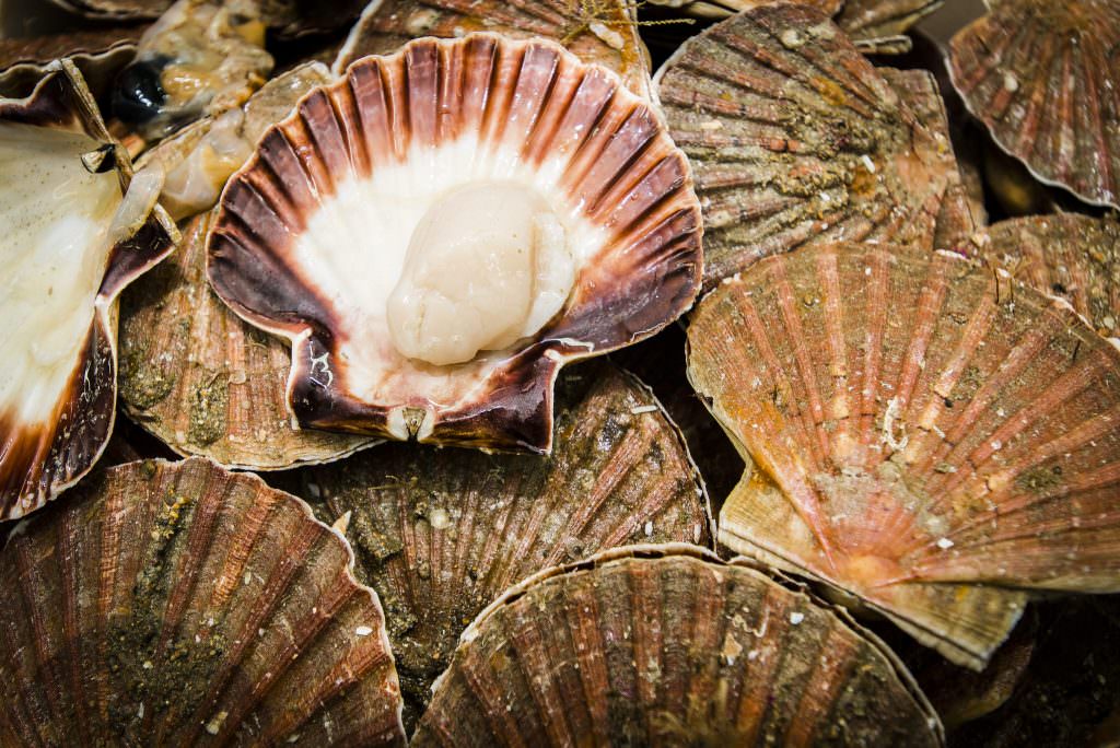 Coquille Saint-Jacques fraîchement débarquée au port de pêche de Lorient.