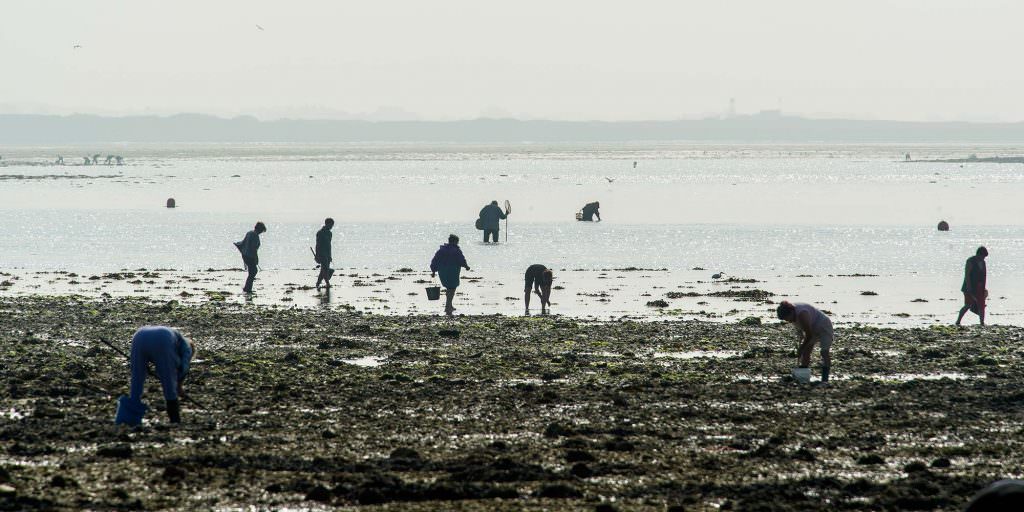 Pêche à pied à la Petite Mer de Gâvres, à Riantec