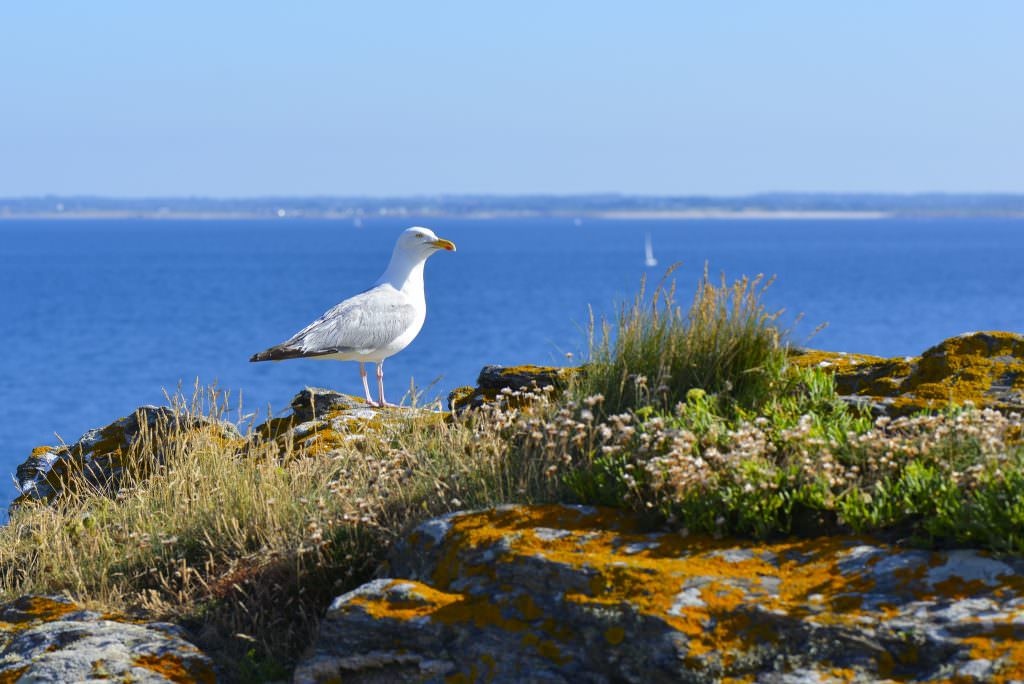 Goéland argenté au phare de Pen Men à l'Ile de Groix.