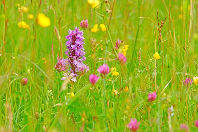 Les fleurs des prairies au printemps.