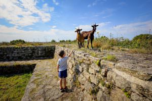 Des chèvres au Fort de Pen Mané à Locmiquélic (Morbihan)