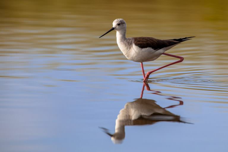 Echasse blanche, oiseau à la réserve naturelle de l'étang du Loc'h à Guidel (Morbihan)