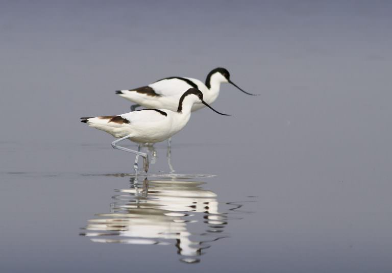 Avocettes élégantes, oiseau à la réserve naturelle de l'étang du Loc'h à Guidel (Morbihan)