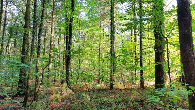 Arbres dans la forêt de Pont-Calleck à Inguiniel, Berné et Plouay (Morbihan)