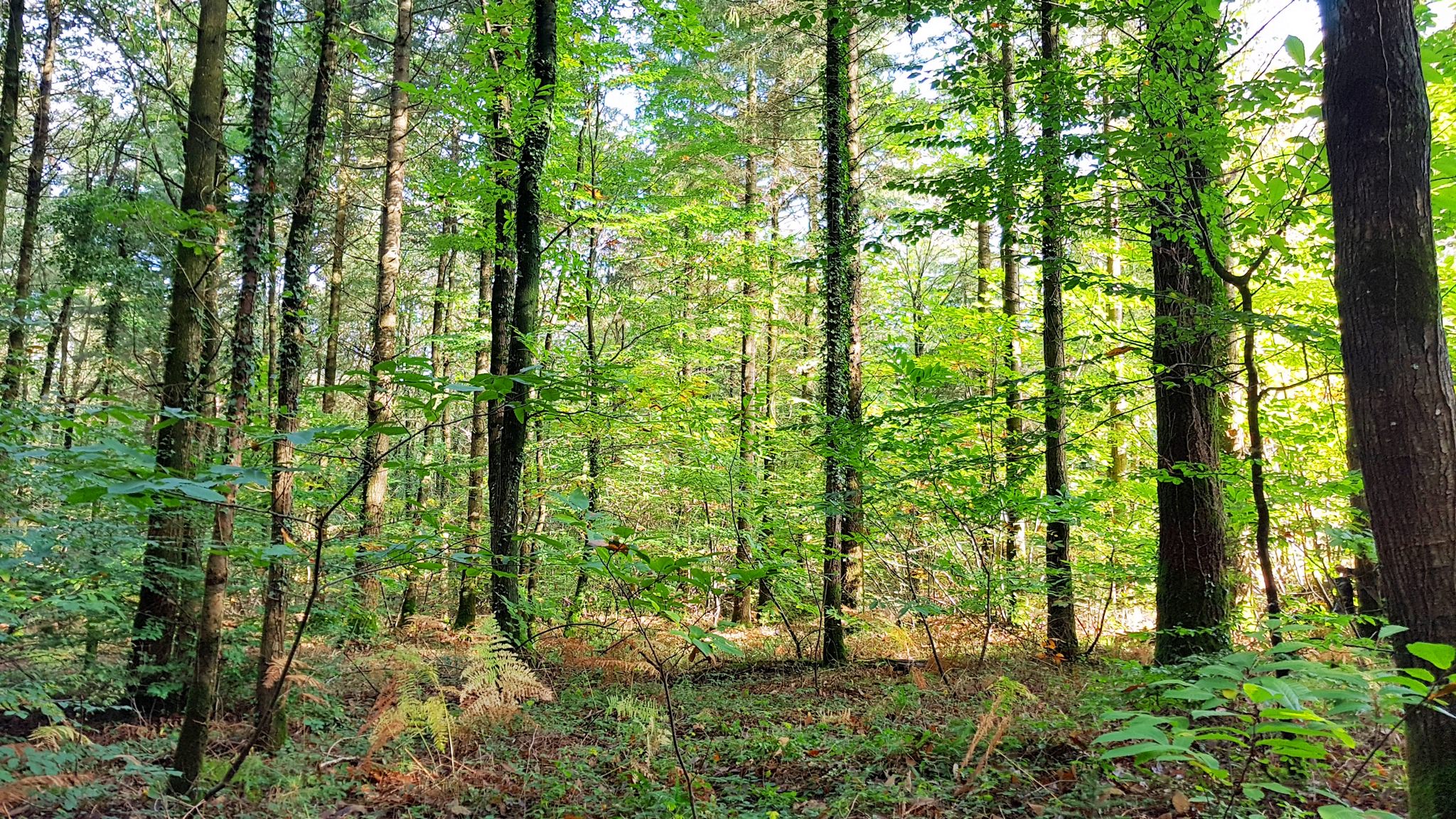 Inguiniel- Berné, arbres dans la forêt de Pont Calleck