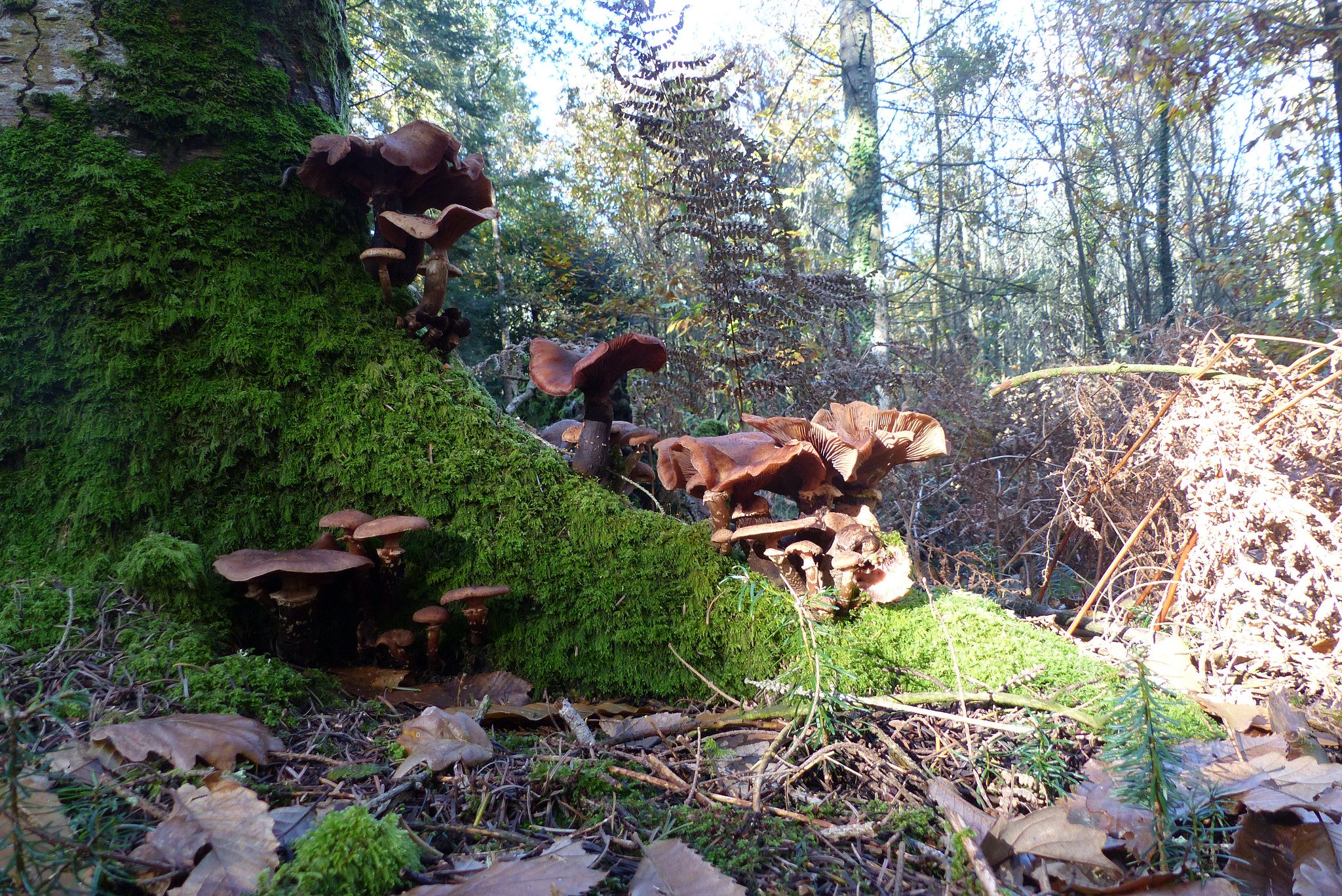 Inguiniel- Berné, champignons au pied d'unarbre dans la forêt de Pont Calleck