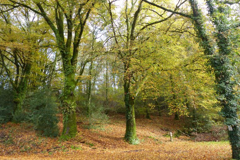 Forêt de Trémelin - rando Ty Mat, Inzinzac-Lochrist (Morbihan) - © Cath Le Bail -LBST   Forêt de Trémelin - rando Ty Mat, Inzinzac-Lochrist (Morbihan)