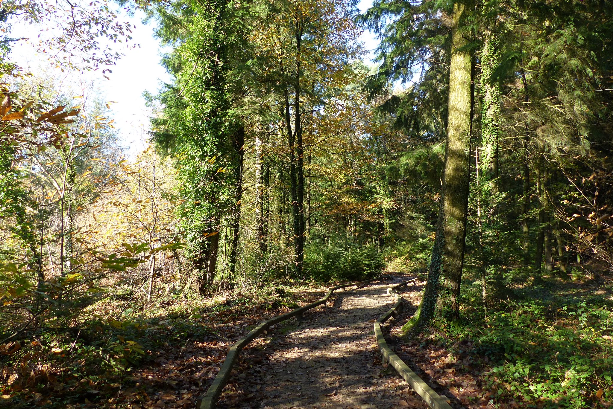 Randonnée sur le parcours sensoriel de La Charbonnière dans la forêt de Trémelin (Inzinzac-Lochrist)