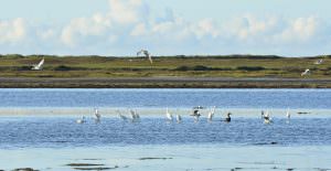 Aigrettes et oiseaux marins de la petite mer de Gâvres, Morbihan.