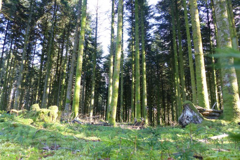 La Cardonière, Pins dans la forêt de Trémelin à Inzinzac-Lochrist