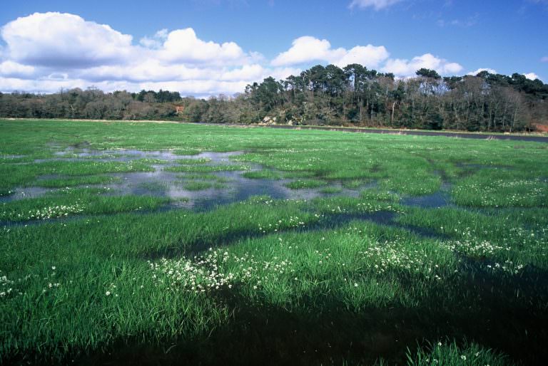 Marais dans l'estuaire du Scorff à Quéven