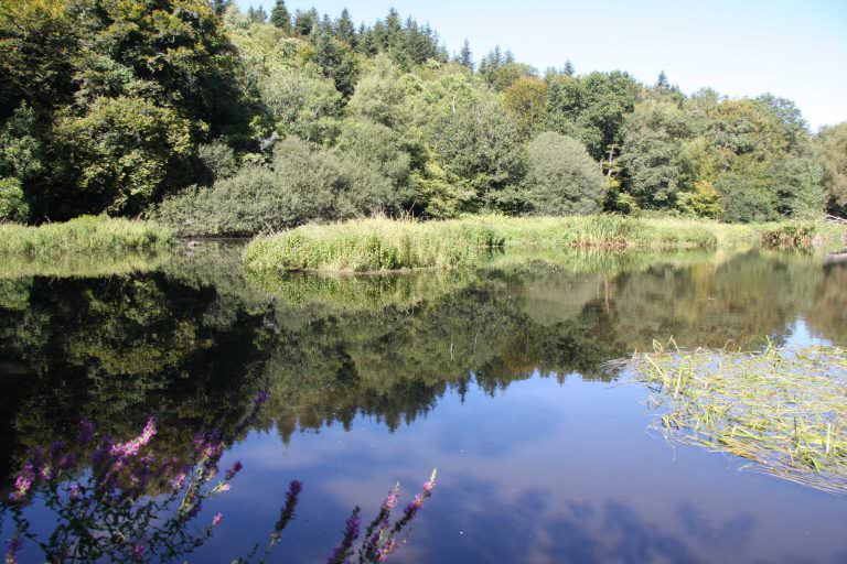 Rivière du Scave dans la forêt à Quéven