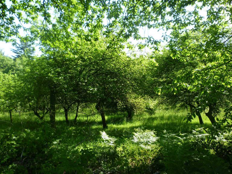 balade équestre sur sentier à Quistinic