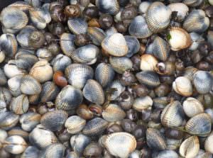 pêche à pied coques et birgorneaux sur la presqu'île de Gâvres