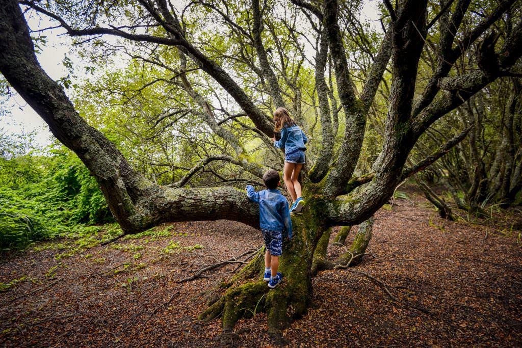 Enfants grimpant sur un arbre au milieu de la réserve de Pen Mané à Locmiquélic (Morbihan)