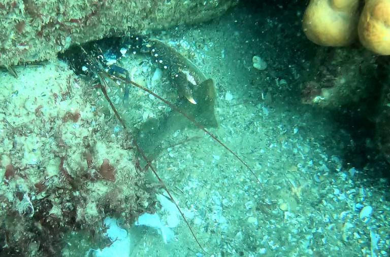 Homard bleu visible en plongée et deux éponges de mer jaunes à Groix