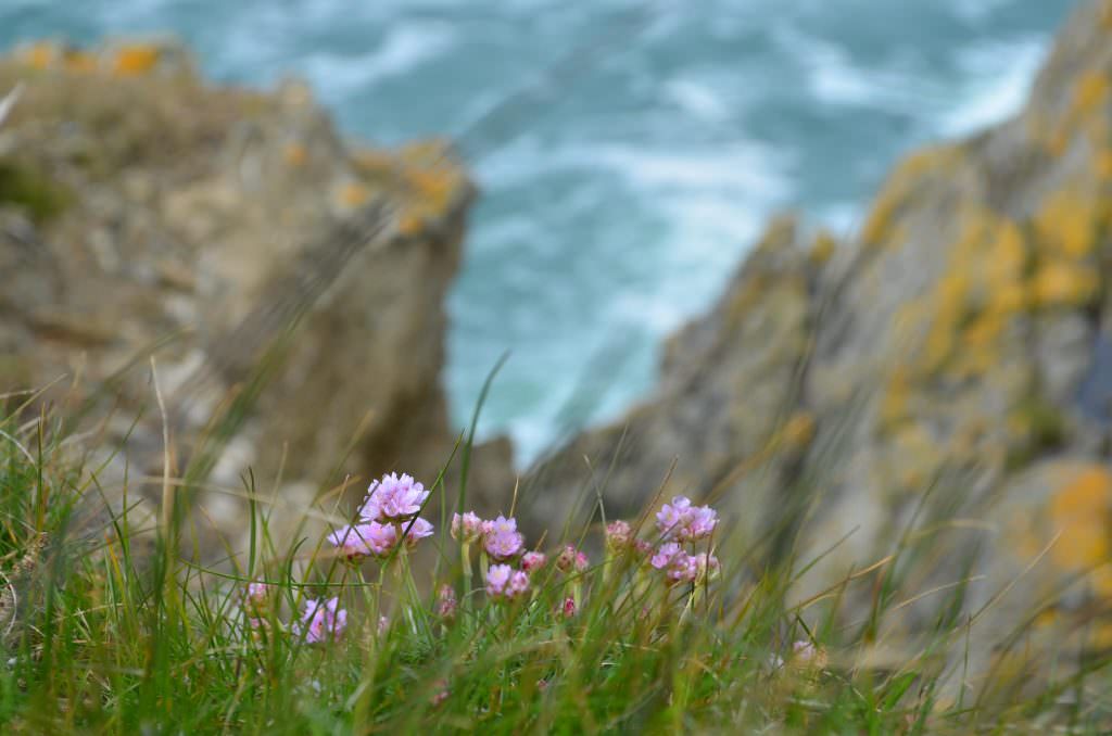 Armérie Maritime à la pointe de Pen Men, Réserve Naturelle de l'île de Groix