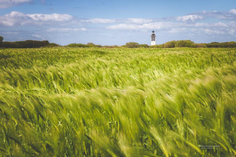 le de Groix, champ d'orge à Pen Men