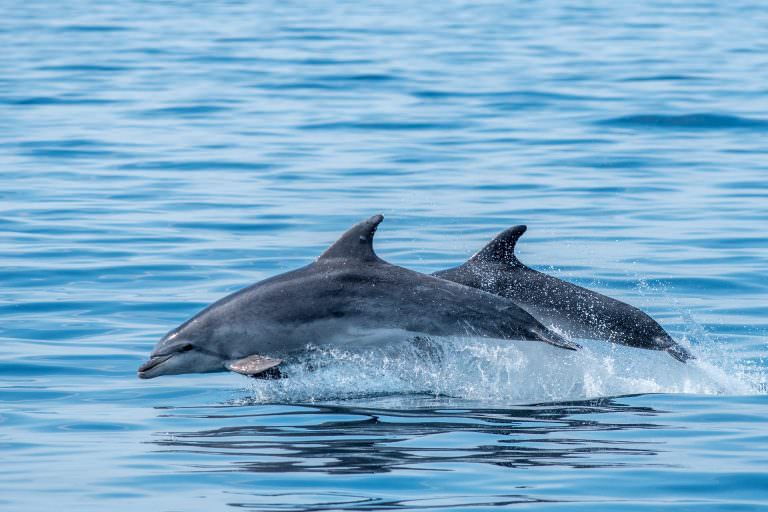 Dauphins au large de l'île de Groix © Faune Ocean