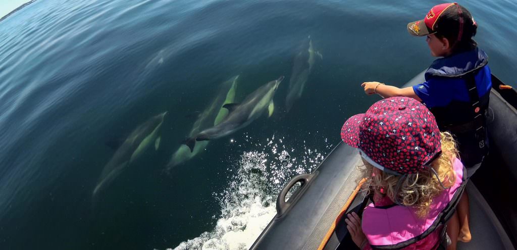 Des dauphins entre Groix et Lorient - ©Lorient Passion Pêche