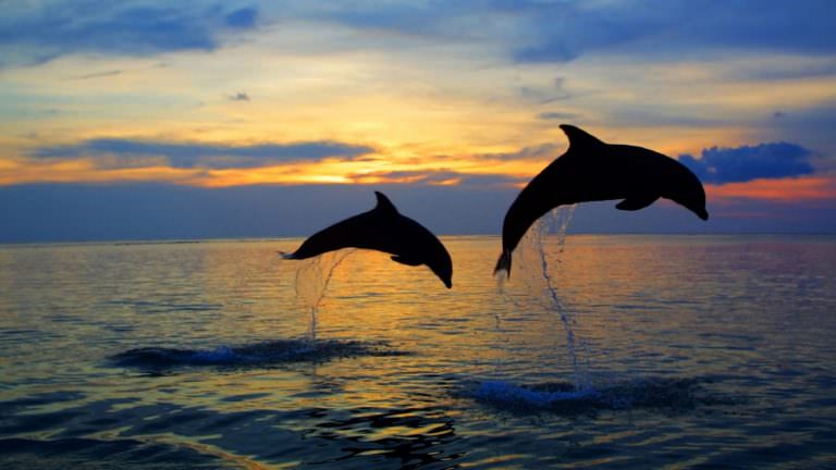 Saut des dauphins au large de l'île de Groix