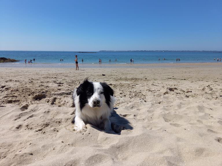 Chien à la plage à Lorient Bretagne Sud (Morbihan)