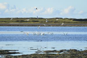 Oiseaux de la petite-mer de Gâvres (Morbihan)