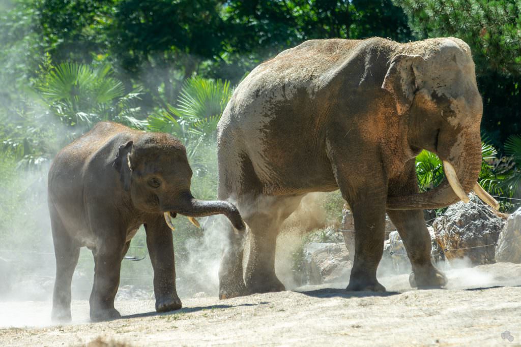 Eléphants aux Terres de Nataé, parc animalier à Pont-Scorff (Morbihan)