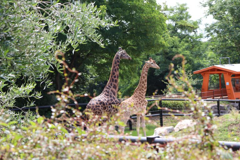 Girafes aux Terres de Nataé, parc animalier à Pont-Scorff (Morbihan)