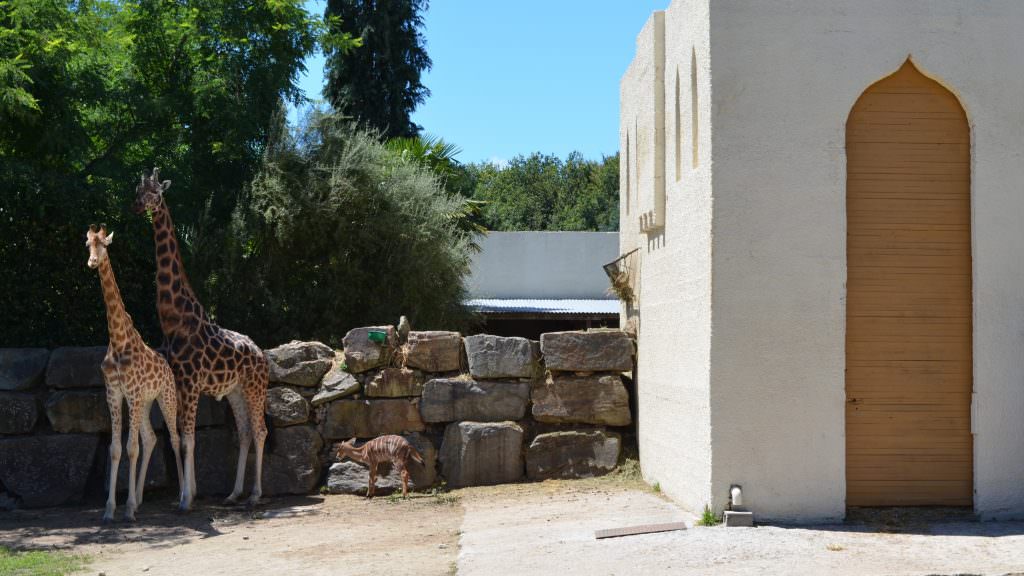 Girafes et antilope au parc animalier Les Terres de Nataé, à Pont-Scorff (Morbihan)
