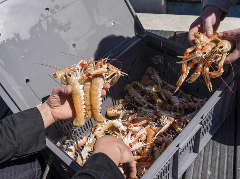 Arrivage de langoustines au port de pêche de Lorient-Keroman (Morbihan)