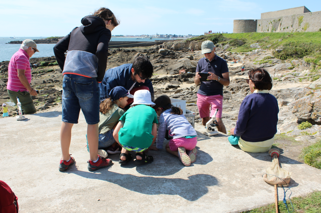 Animation nature sur l'estran avec l'Observatoire du Plancton à Port-Louis (Morbihan)