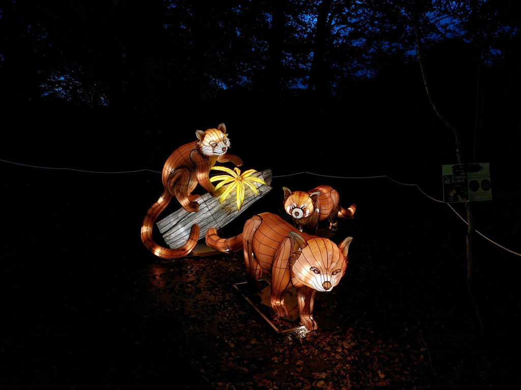 Structures lumineuses de pandas roux du spectacle Les Animaux de Lumière aux Terres de Nataé à Pont-Scorff (Morbihan)