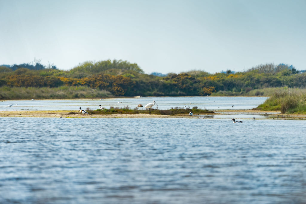 Oiseaux à la Petite Mer de Gâvres (Morbihan)