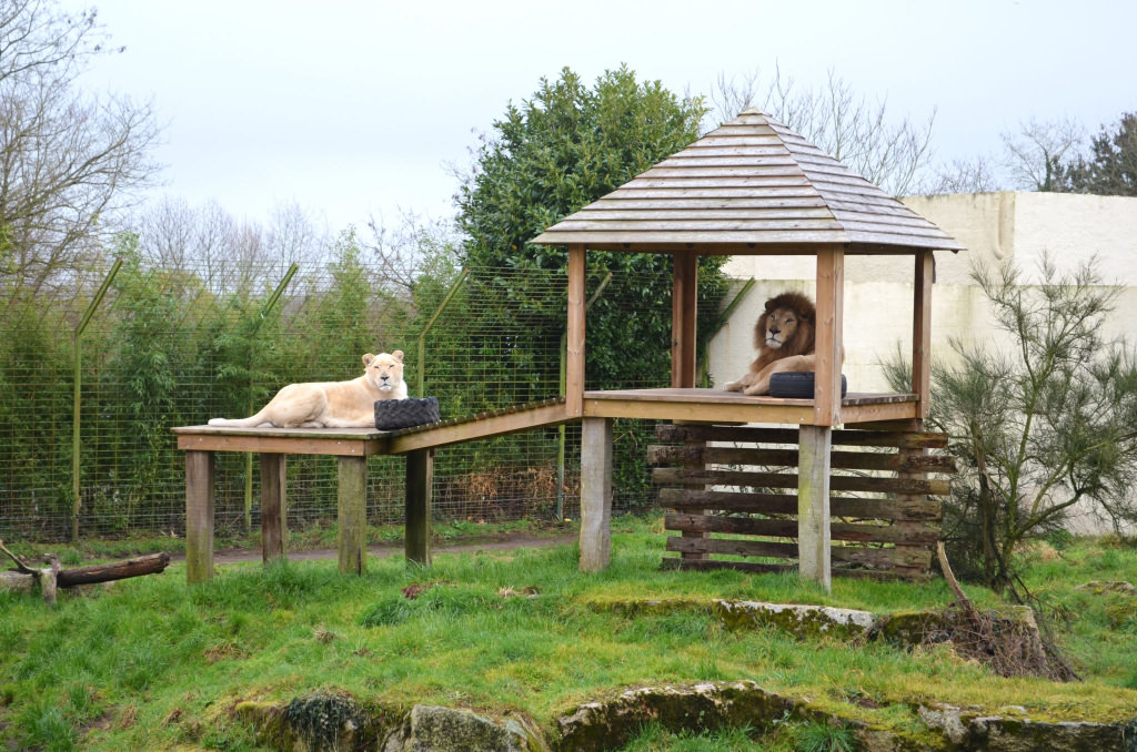 Lionne et lion au parc refuge animalier Les Terres de Nataé à Pont-Scorff (Morbihan)