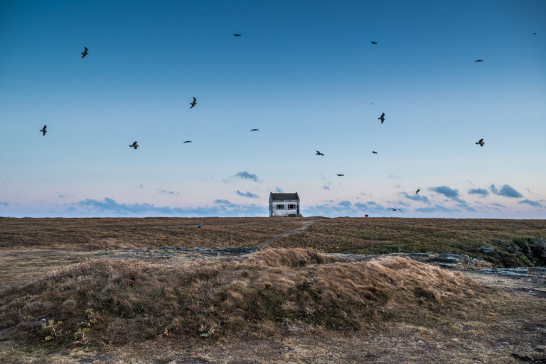 Vol d'oiseaux à la réserve naturelle François Le Bail, sur la pointe de Pen Men de l'île de Groix (Morbihan) - ©Xavier Dubois - LBST Vol d'oiseaux à la réserve naturelle François Le Bail, sur la pointe de Pen Men de l'île de Groix (Morbihan)