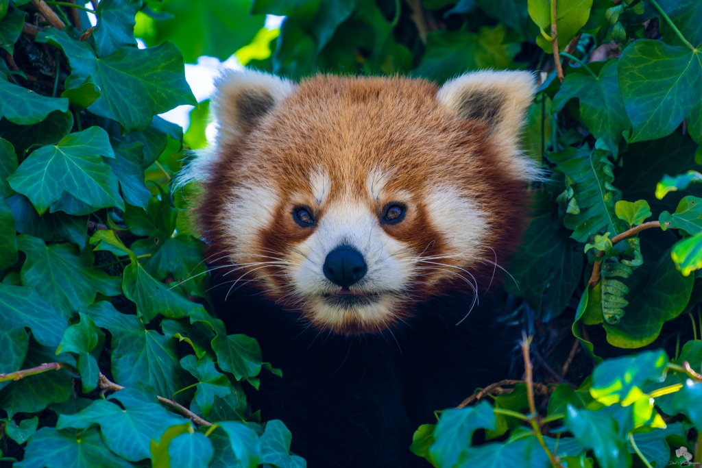 Panda roux au parc refuge animalier Les Terres de Nataé à Pont-Scorff (Morbihan)