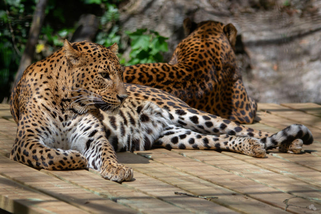 Pantère du Sri Lanka au parc animalier Les Terres de Nataé à Pont-Scorff (Morbihan)