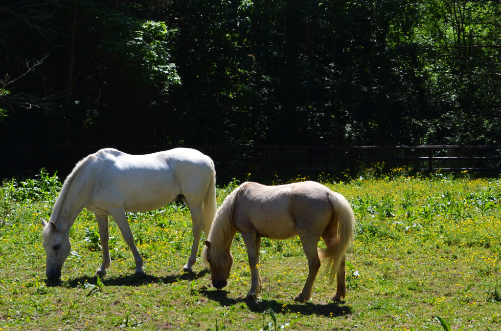 Chevaux dans le jardin des équi-curieux au Haras National d'Hennebont (Morbihan)