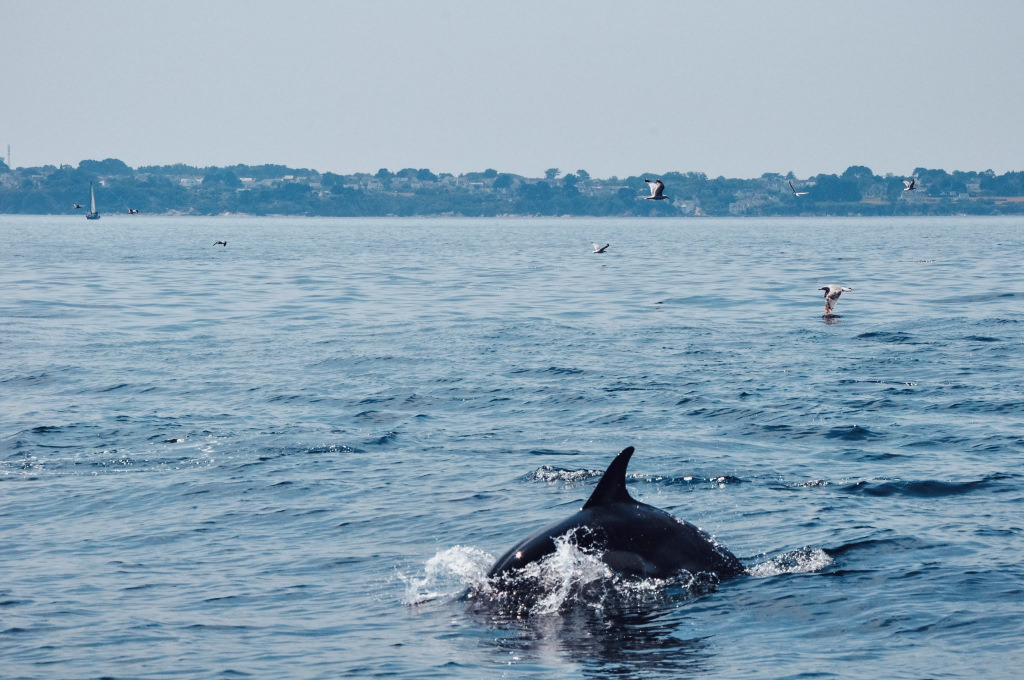 Dauphins au large sur la côte entre Lorient et l'île de Groix (Morbihan)