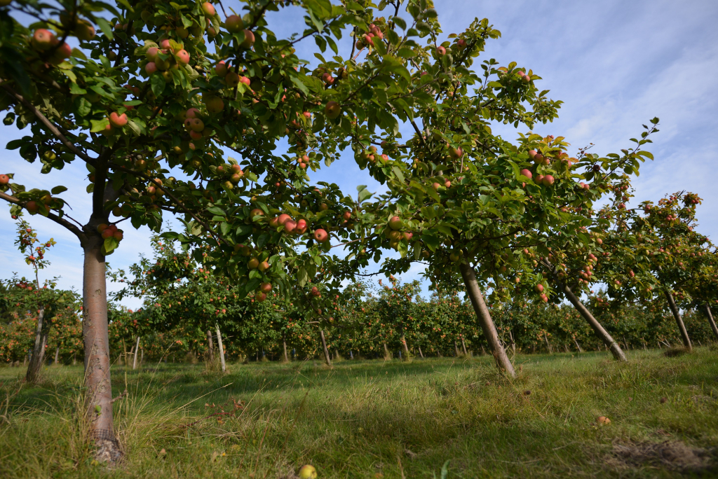 Plantation de la cidrerie Les Vergers de Kermabo à Guidel (Morbihan) 