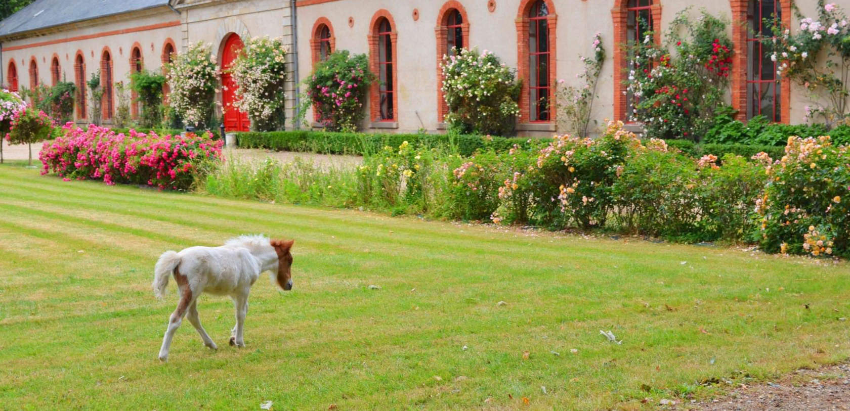 poney au haras d'hennebont