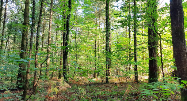 Arbres dans la forêt de Pont-Calleck à Inguiniel, Berné et Plouay (Morbihan)